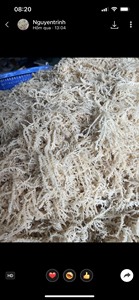 Organic Sundried Irish <b>Moss</b> Wildcrafted <b>Sea</b> <b>Moss</b> <b>Raw</b> Eucheuma Cottonii Gold/White/Purple Salted & Unsalted Wholesale. - Product Image 5