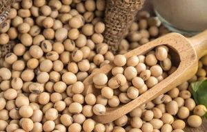 ถั่วเหลืองแห้งที่ผ่านการดัดแปลงพันธุกรรม (GMO) สำหรับบริโภค บรรจุภัณฑ์ขนาดใหญ่ อายุการเก็บรักษา 24 เดือน - Product Image 2
