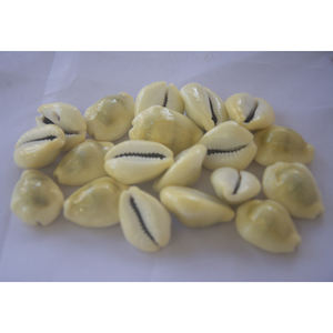 Cypraea Moneta, joyería de concha marina pulida, motivo de cauri amarillo, estilo Floral, tamaño de 1-2cm para decoración del hogar, tipo artesanal - Product Image 2