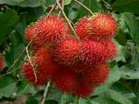 Hoge Kwaliteit Verse Rambutan Java, Natuurlijke Zoete Van Vietnam Met Zeer Goedkope Prijs