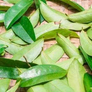 ใบฝรั่งแห้ง-บริสุทธิ์ 100% ยี่ห้อ EXPAD-สำหรับทำสมุนไพร - Product Image 2