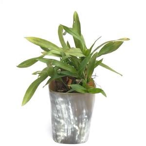 Top Quality Salt <b>Lamp</b> Buffalo Horn Flower Vase Living Room Flower Arrangement TV Cabinet Table Home Decor Horn Flower Vase - Product Image 5