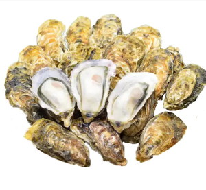 Chất Lượng Cao Đông Lạnh Hải Sản Tươi Sống Lớn Hàu Để Bán Hàu Đông Lạnh Hải Sản Nhập Khẩu Số Lượng Lớn Đông Lạnh Hàu Với Vỏ - Product Image 3