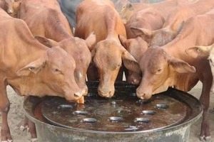 Líquido de melaza 2024 más vendido de Vietnam | TREACLE NEGRO | ALIMENTOS PARA VACAS - Product Image 2