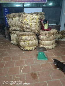 Material de jacinto de agua seca de alta calidad para decoración de sombrero de cesta hecha a mano precio más barato de Vietnam - Product Image 4