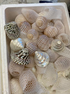 Material artesanal natural Seashell para la fabricación de joyas, suministro decorativo ecológico procedente de playas de Vietnam - Product Image 6