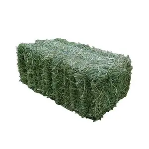 ALFALFA segar/LUCERNE HAY di Bales dan pelet tersedia-beli ALFALFA segar/LUCERNE HAY