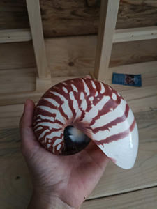 Conchas Marinas Espiral Blancas Naturales al por Mayor para Decoración de Bodas - Product Image 3