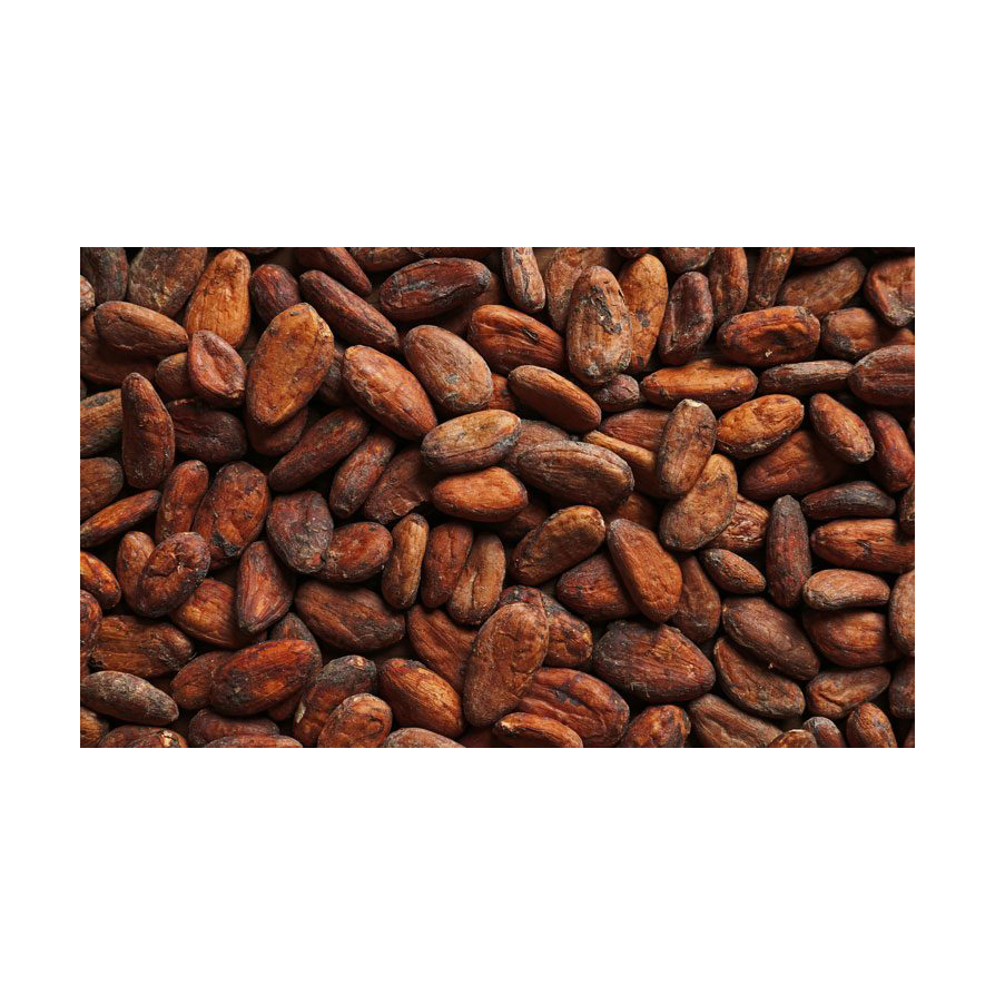 Cocoa Beans Ariba Cacao beans Dried Raw Cacao Fermented Cocoa Beans