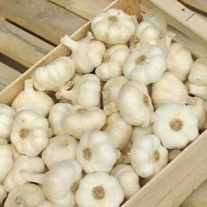 Ajo Orgánico Fresco de Calidad en Todos los Tamaños, Producto Probado y Aprobado, Ajo de Primera Calidad en Venta - Product Image 1