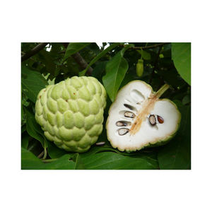 high quality fruit fresh thai custard apple from thailand