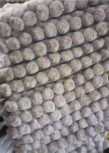 Ajo Fresco Pelado de Shandong, Sinofarm, Almacenamiento en Frío, Nueva Temporada, Venta al por Mayor de Shandong, China - Product Image 5