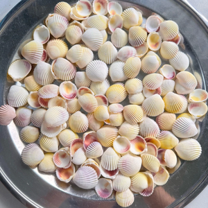 Premium Ocean Breeze Seashell Decor Ideal para fiesta de boda y acento para el hogar inspirado en la costa - Product Image 5