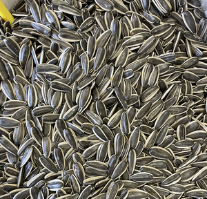 Wholesale High Quality Big Size air Dried Sunflower Seeds raw Processing Roasted sunflower seed - Product Image 2