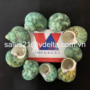 100% CONCHA NATURAL DE VIETNAM/EXPORTACIÓN CONCHA DE MAR DE VIETE A GRANEL/CONCHA PARA DECORACIÓN DEL HOGAR/Sra. Lima + 84 346565938 - Product Image 2