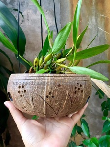 Coconut Shell <b>Planter</b>/ Coconut Shell Hanging Pots Plant With High Quality and Biodegradable, Ecofriendly From Eco2go Vietnam - Product Image 3