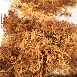 Musgo marino que crece en roca de calidad natural con buen precio del mar Ninh Thuan Viet Nam buena salud/Serena - Product Image 1