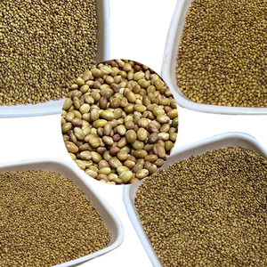 Berseem Clover | Fourrage préféré sur les marchés du Moyen-Orient - Product Image 3