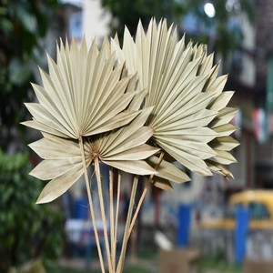 Jumbo Natural <b>Dried</b> Palm Leaves Women's Christmas Mother's Day Valentine's Day Decorations Perfect Gifts Thanks <b>Grass</b> Plant Type - Product Image 4