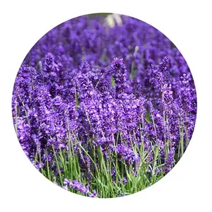 Lavender Absolute Oil at wholesale price Small Quantity of Lavender Absolute Oil Manufacturer of Lavender Absolute Oil