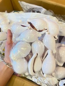 Beautiful Glossy Cowrie Shells Natural Seashells for Coastal Themed <b>Decor</b> - Product Image 4