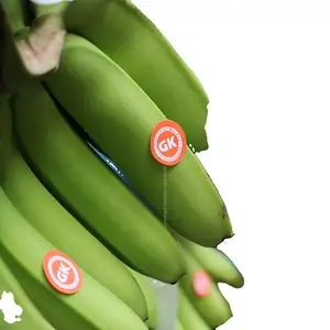 Banane jaune Fruits tropicaux de haute qualité Vietnam Cavendish Green Premium Bananes prêtes à exporter du fabricant