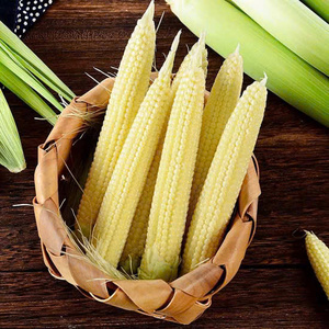 Experimente lo mejor de Vietnam: maíz bebé IQF para compradores internacionales - Product Image 1
