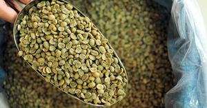 DHPONE Export Standard Caractéristique vietnamienne Sac de goût neutre Café Robusta-Haricots verts Café Robusta - Product Image 4