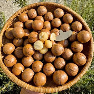 Nueces de Macadamia Tostadas y Saladas con Cáscara, Suministro a Granel, Fábrica OEM de Vietnam - Product Image 2