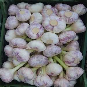 High Quality 100% Nature Made in Vienna <b>Fresh</b> White <b>Garlic</b> Flakes Non-GMO Best Price Super Food - Product Image 4