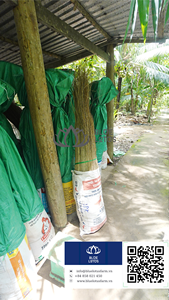Eco-friendly Simple Coco <b>Broom</b> with Yellow Stick <b>Handle</b> for Home & Yard Use From Blue Lotus Vietnam 2026 - Product Image 2