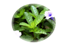 Comprimés Himalaya Speman, complément alimentaire à base de plantes pour la santé masculine, vitalité, force et soutien quotidien au bien-être - Product Image 4