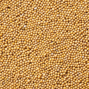 Graines de moutarde noire naturelles de qualité supérieure décortiquées pour la production d'assaisonnements européens Expédition mondiale - Product Image 5