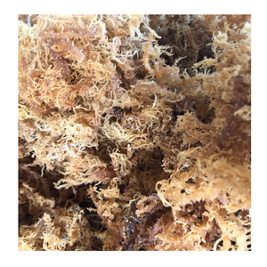 Seamoss แบบดิบจากทะเลไอริชมอสสำหรับช่างเย็บเย็บผ้าดิบจากทองคำ99ข้อมูลเวียดนาม - Product Image 2