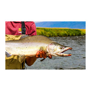 Precio de Oferta, Salmón Entero Congelado (Mariscos), Calidad de Exportación de Noruega - Product Image 5