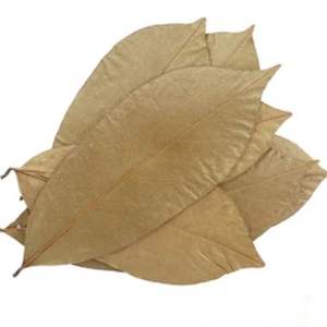 Hojas secas de Guanábana de VIETNAM con un precio muy razonable para un producto saludable - Product Image 1