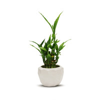 CGB3904WT - Pot Geometris Putih Sedang - 5.1 L x 4.1 T