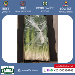 El principal exportador de buena calidad, suministro de cantidad a granel de verduras frescas naturales, cebolla de Primavera/cebolla verde de Egipto - Product Image 2