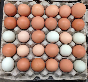 Huevos Frescos de Primera Calidad para Incubación y Consumo, Origen Europeo, Larga Vida Útil, Disponibles Ahora en Stock con Entrega Rápida, Venta al por Mayor - Product Image 3
