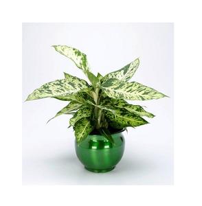 Jardinière en métal de luxe antique design premium pour une décoration intérieure élégante Finition enduite de couleur verte à obtenir au prix de vente - Product Image 1