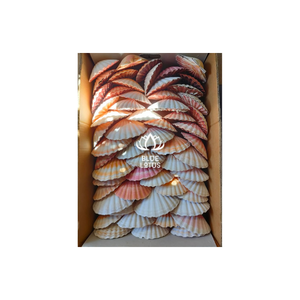VIEJA SECA DE ORIGEN DE VIETNAM - Product Image 1