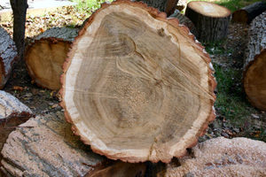 ท่อนไม้วอลนัทพรีเมี่ยม - Product Image 4