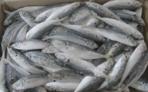 Poisson congelé Maquereau Prix du maquereau entier congelé Maquereau du Pacifique congelé Maquereau cheval congelé - Product Image 6