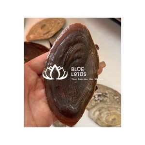 Coquille de Murex Thanh Hoa Bleu Lotus – Meilleur Opercule de Murex, Matériau de Qualité, Extrait de Parfum - Product Image 1