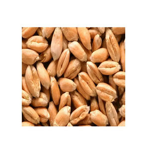 Grano de Cebada Sin Cáscara Seco de Primera Calidad, Cebada para Maltear a Granel - Product Image 2