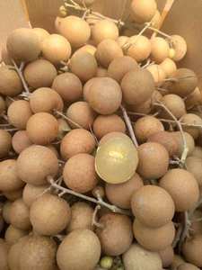 Fruta Longan de Vietnam jugosa para exportación, sabor dulce fresco, cáscara ligera, fruta tropical, embalaje al por mayor para mercados internacionales - Product Image 2