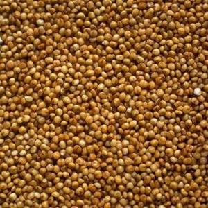 Cereales de Mijo Natural 100% Puro y Fresco, 2.5kg, Empaque Personalizado con Marca Privada OEM, Logotipo Personalizado, En Venta - Product Image 1