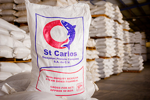 Harina de pescado de buena calidad/harina de pescado para alimentación de aves de corral | Harina de pescado para piensos/harina de pescado de alta proteína - Product Image 3