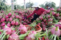 Premium Vers Rood Drakenfruit Uit Vietnam | Zoete Smaak, Levendige Kleuren En Uitstekende Exportkwaliteit | Ms. Lily Ngo