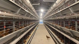 Jaula de puesta de pollos de capa tipo H, equipo automático para aves de corral, jaula de batería para gallinas para pollos de capa - Product Image 6